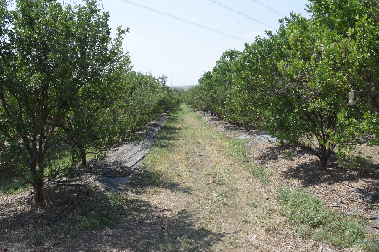 Premium 45-Acre Orange Farm for Sale